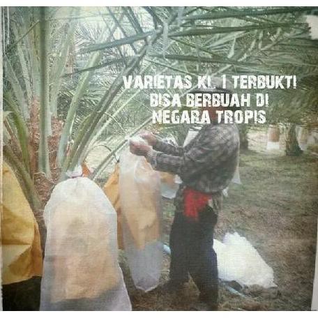 Juz Kurma Tropis Bibit Benih Varietas Unggul Hibrida Kolak One Kl1