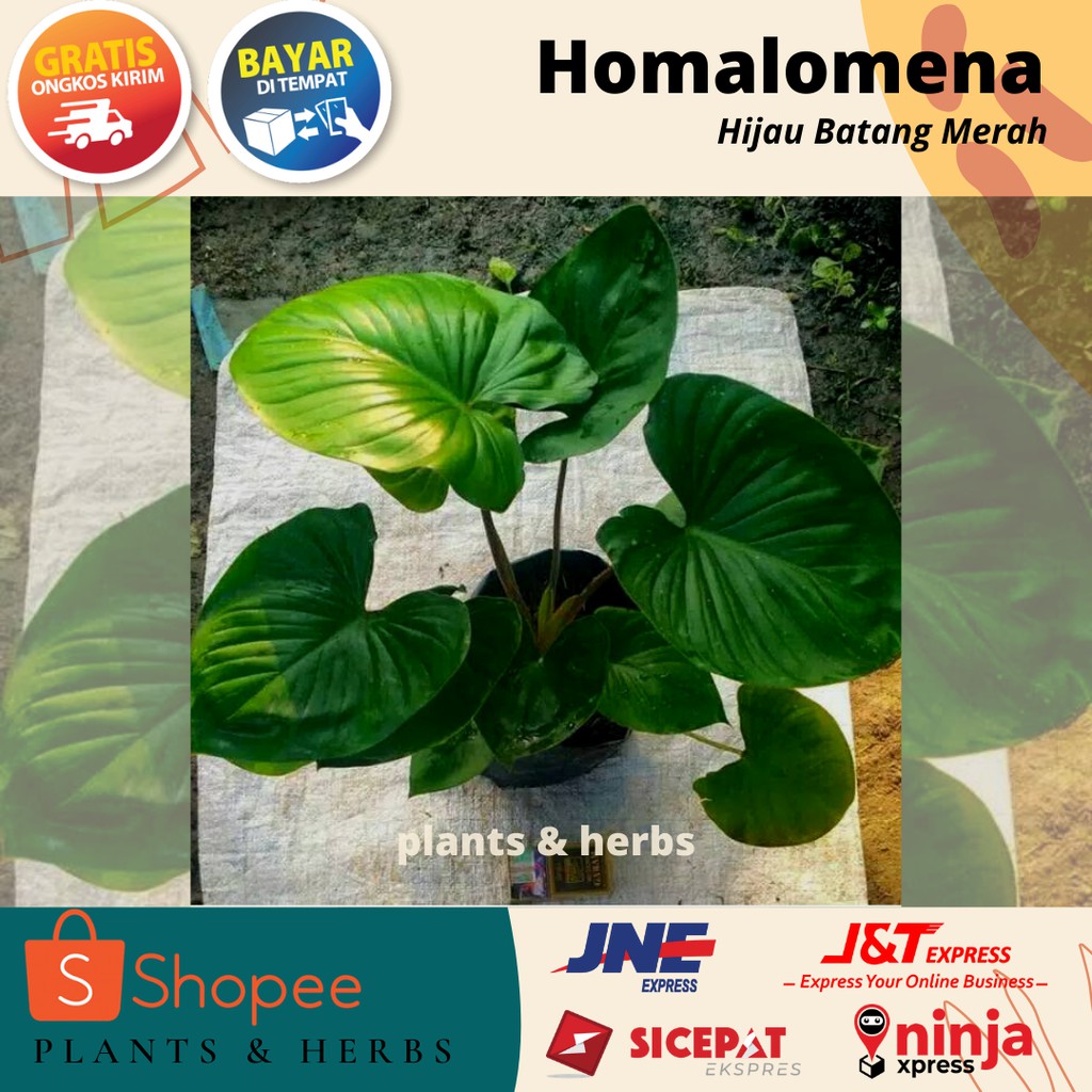 Homalomena Hijau Batang Merah - Keladi Homalomena