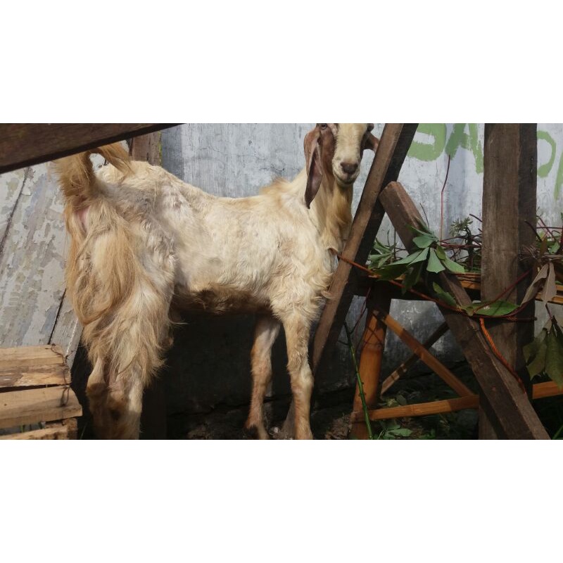 kambing jamnapari untuk dijual
