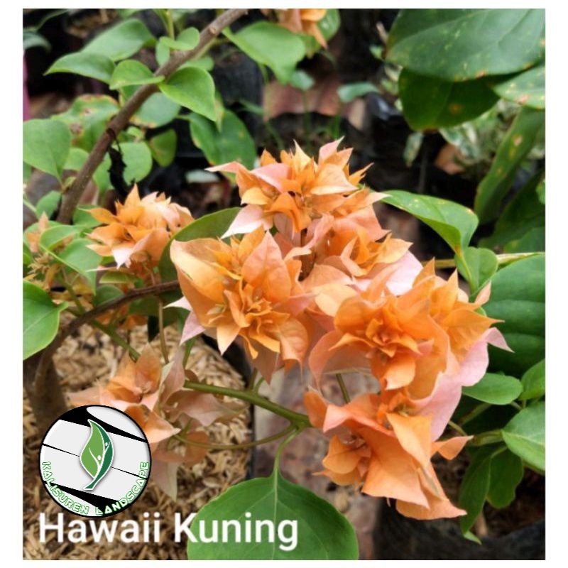 READYTANAMAN HIAS BUGENVIL BUNGA KERTAS//HAWAI KUNING