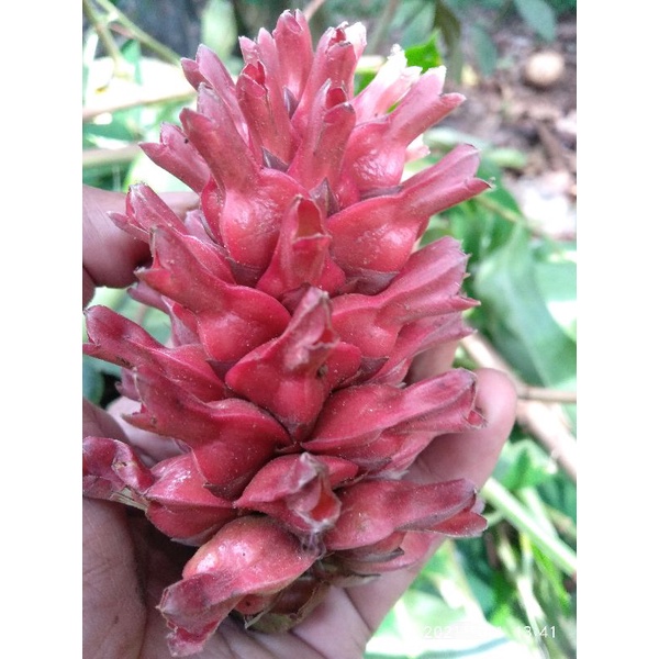 

[Fresh] BUNGA INSULIN PLANT SEGAR BAHAN MAHAR
