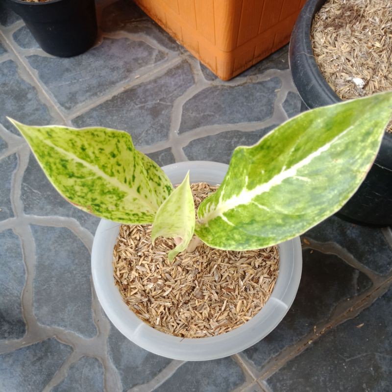 aglaonema koleksian striptis white