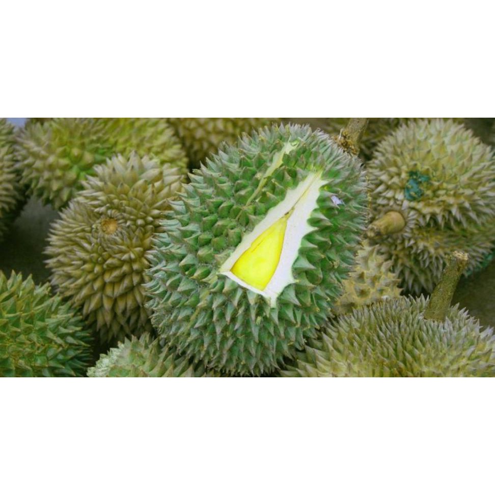 Free Ongkir Tanaman Buah Durian Thailand Pulut S3N4