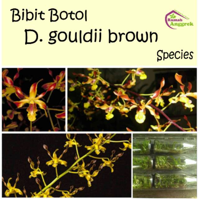 Bibit Botol Dendrobium gouldii brown dendro spesies coklat keriting gouldieae goldii