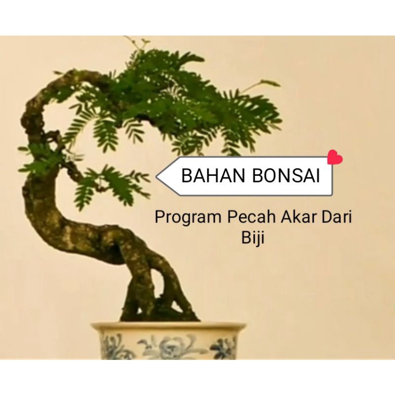 Bibit Bonsai Biji dan Bibit Asam Jawa bahan bonsai PROGRAM sunat dan pecah akar