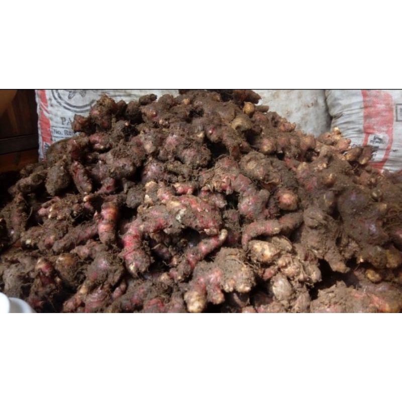 

JAHE MERAH SEGAR 1KG KWALITAS TERJAMIN