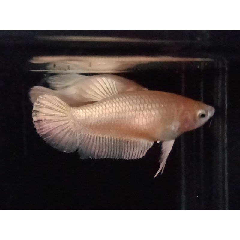 IKAN CUPANG BETINA GOLD