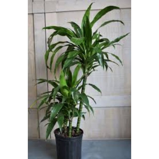 dracaena fragrans
