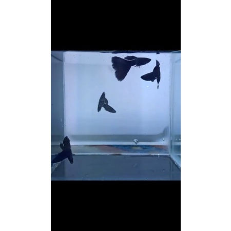 guppy black red dragon amssyl metal yellow