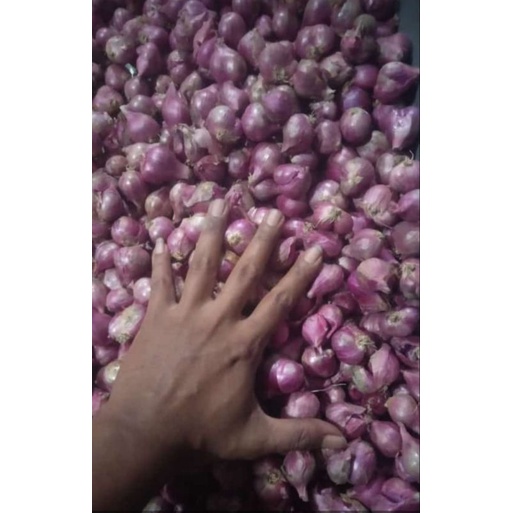 

Bawang merah super, asli petani nganjuk