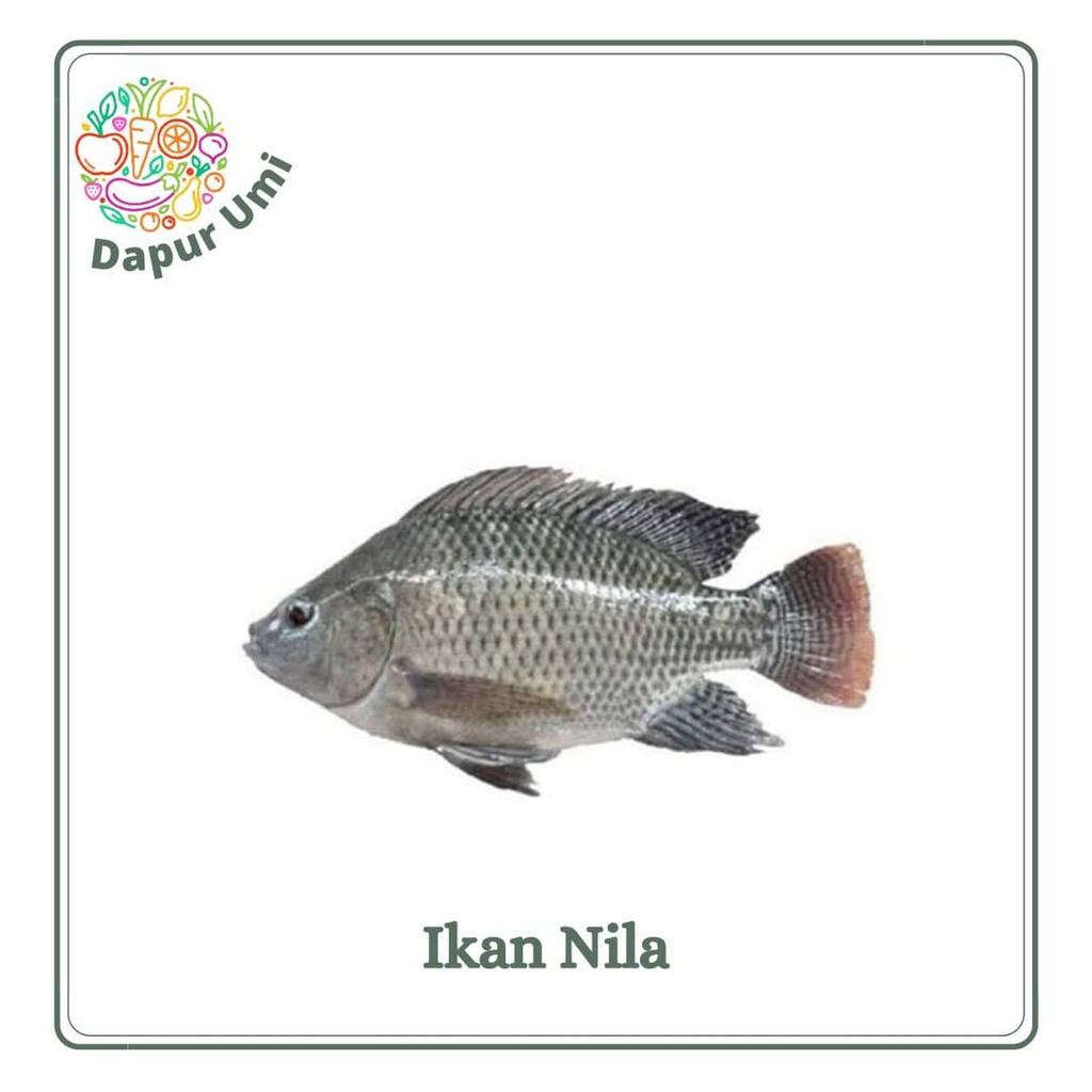 

IKAN NILA - IKAN SEGAR PURWAKARTA