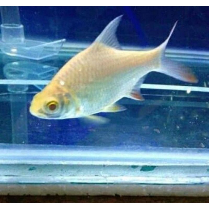 IKAN KAVIAT ALBINO IKAN HIAS AQUARIUM