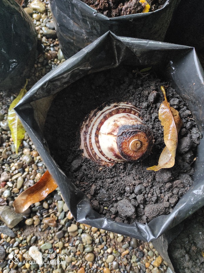 Bibit Unggul !!!, Jual Bibit Pisang Susu Merah, Jual Bibit Pisang Kidang Merah