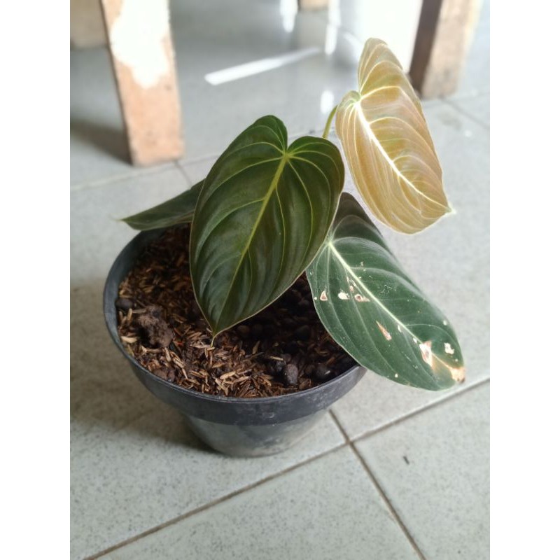 philodendron melanochrysum