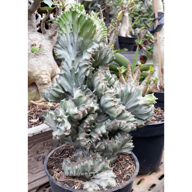 Kaktus euphorbia lactea silver cristata
