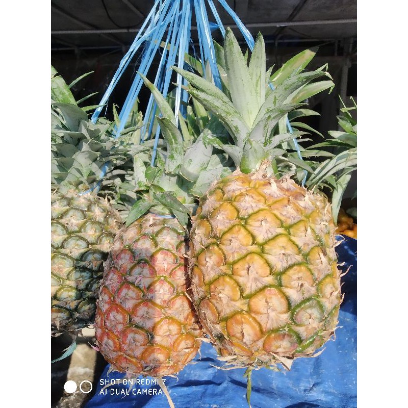 

Nanas subang segar per biji