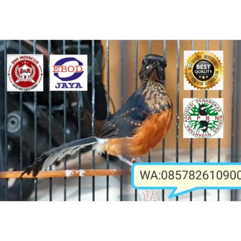 TROTOL MURAI RING APBN RING BNR SERTIFIKAT RESMI