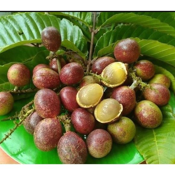 Bibit Tanaman Buah Matoa Merah