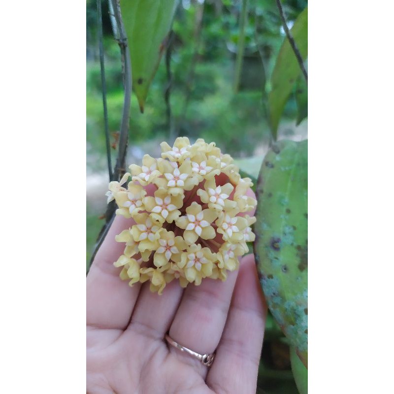 Hoya sp. Papua untuk pak pandika