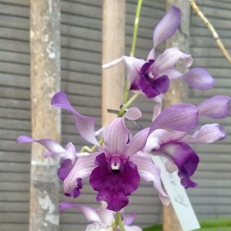 seedling anggrek dendrobium inaraya blue bibit anggrek dendrobium