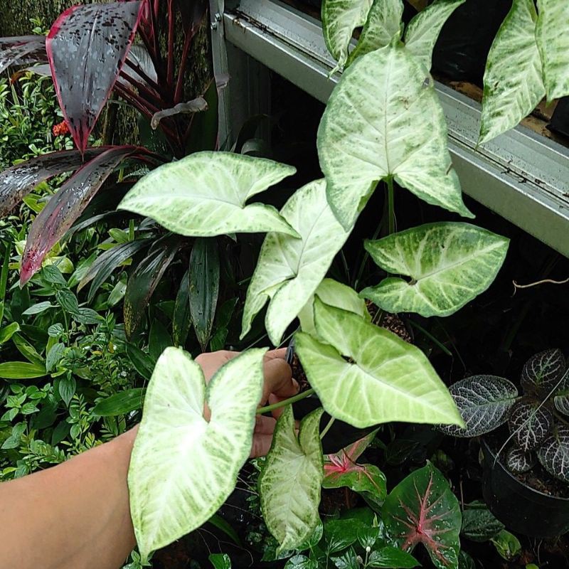 Syingonium white l Tanaman hias syingonium putih