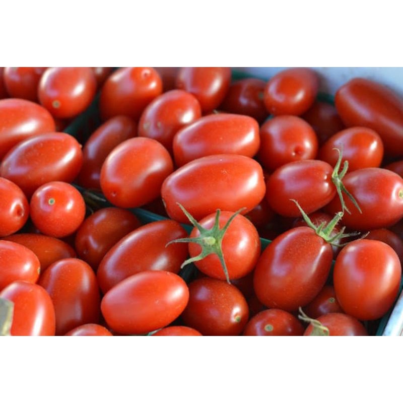 

tomat merah pilihan 500gr