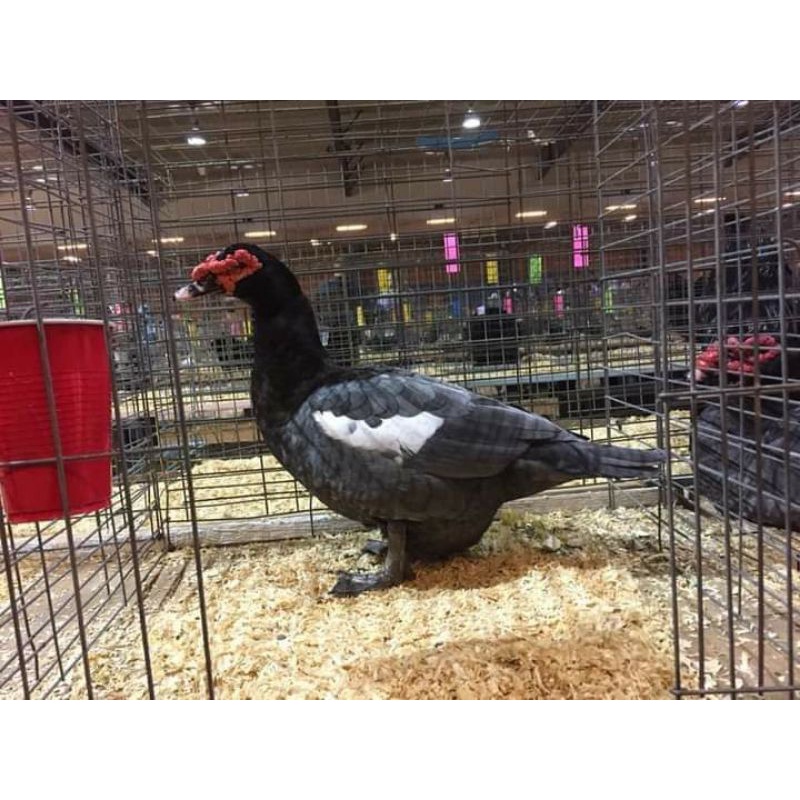 TELUR MENTOK/ENTOK DRAGON JUMBO UNTUK DI TETASKAN