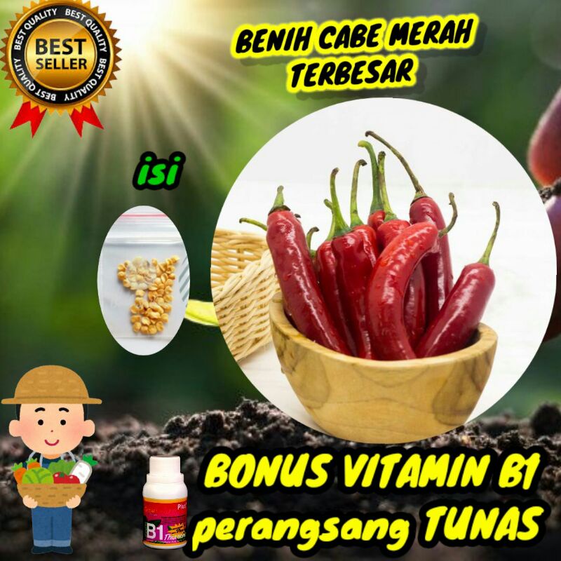 benih cabe merah besar super