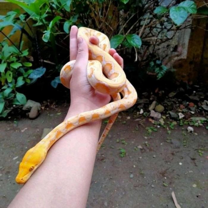 Python Reticulatus Albino Lavender