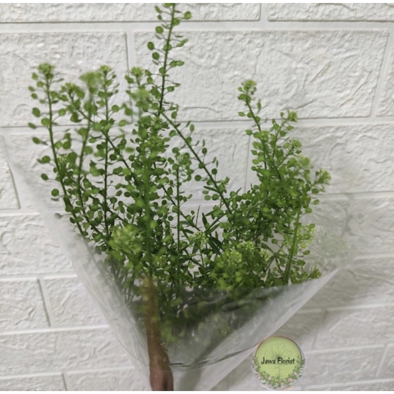 Daun Thlaspi