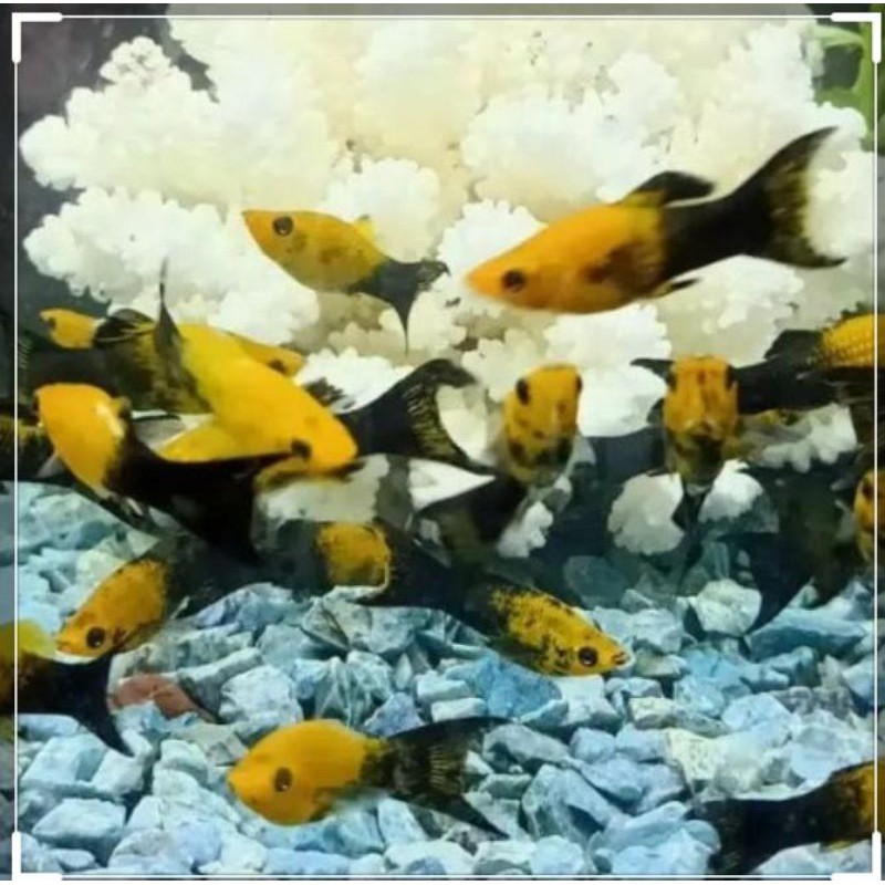 

ikan plati golden black..