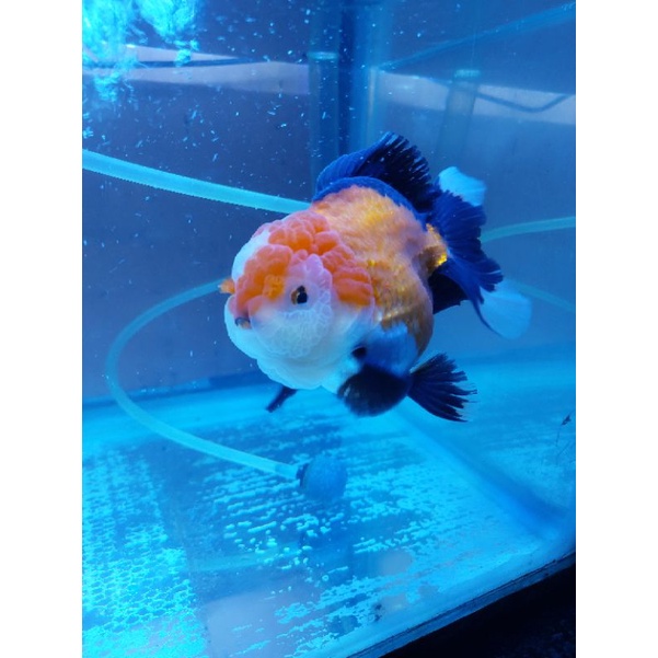 ikan koki oranda jambul