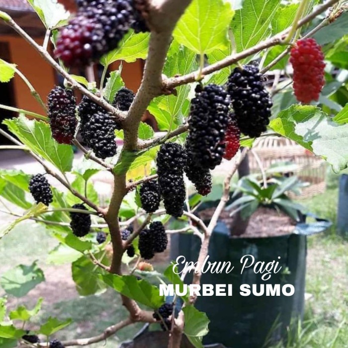 PROMO BIBIT BUAH MURBEI SUMO