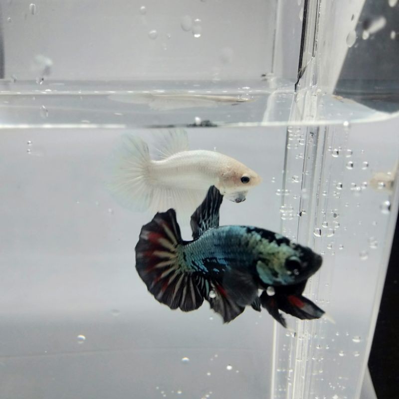 IKAN CUPANG BLACK SAMURAI