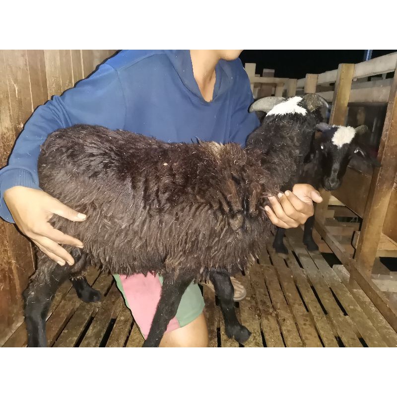 

(Daging) Domba jantan 22-25kg