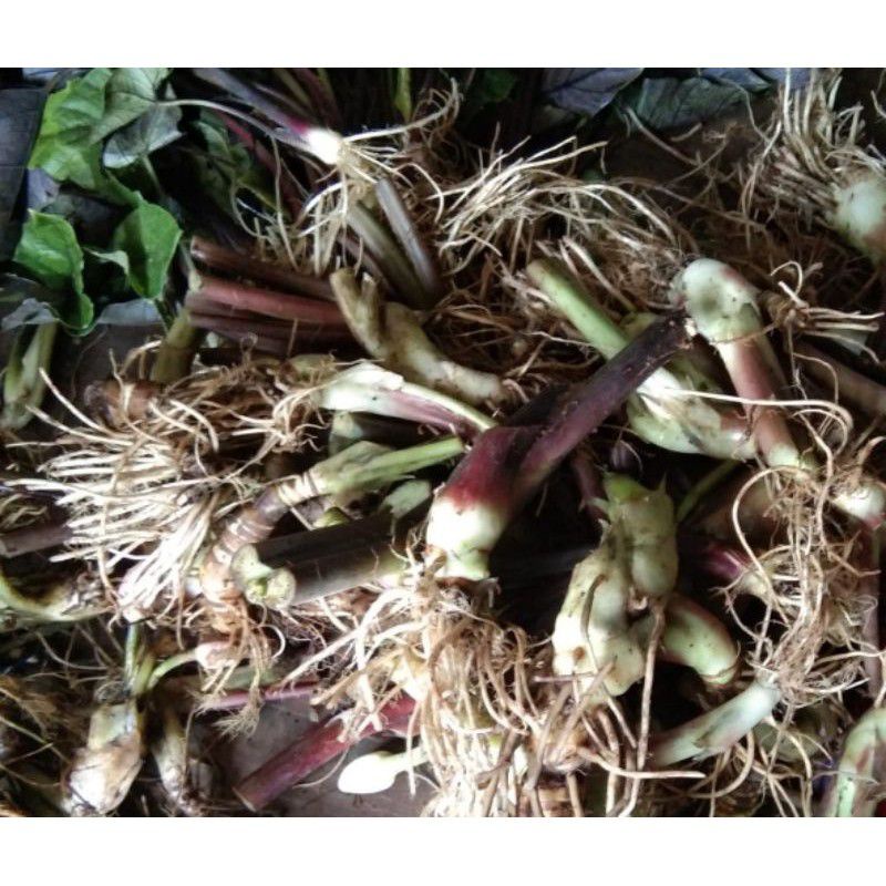 paket 5 bonggol Alocasia olani
