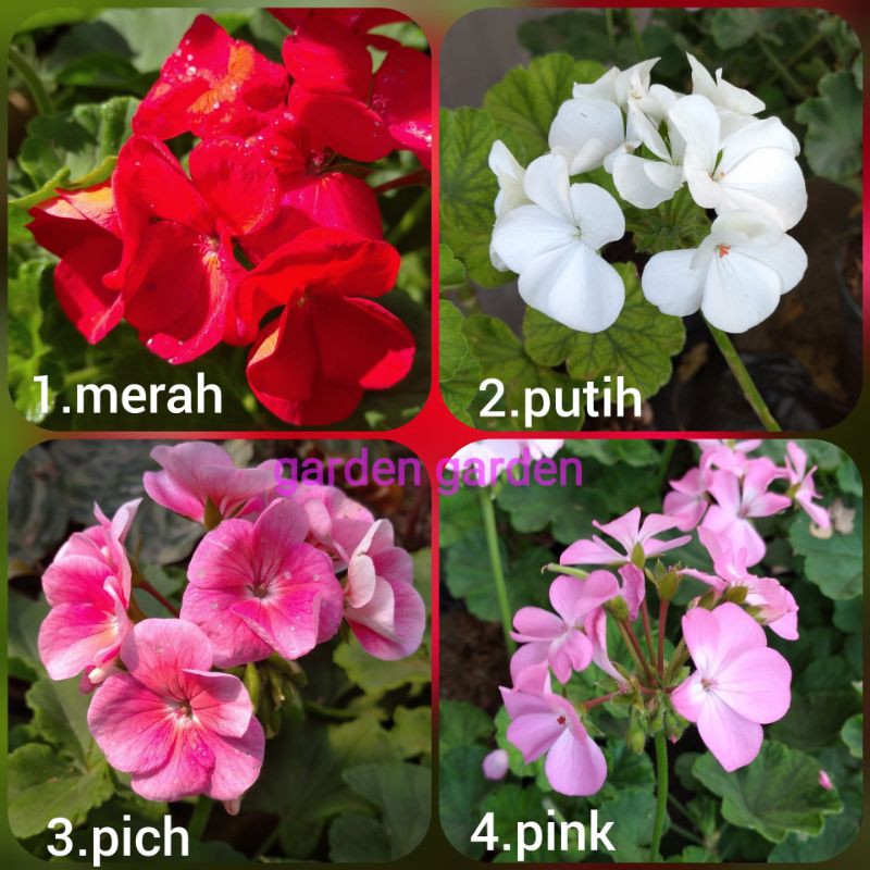 tanaman hias geranium