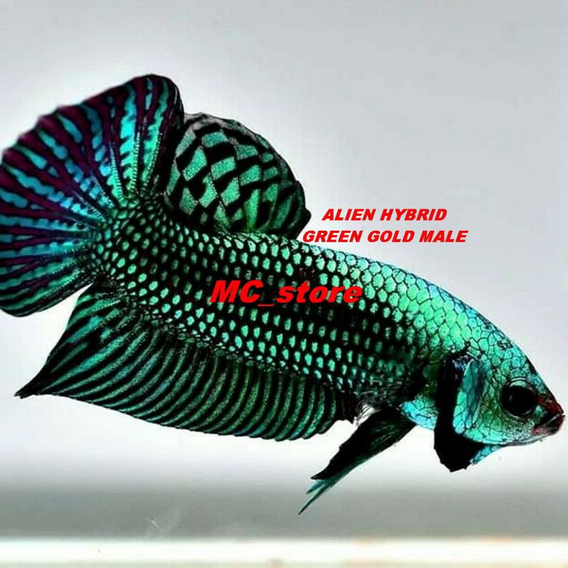 Cupang Alam Alien Hybrid Green Gold Wild Betta Shopee Indonesia