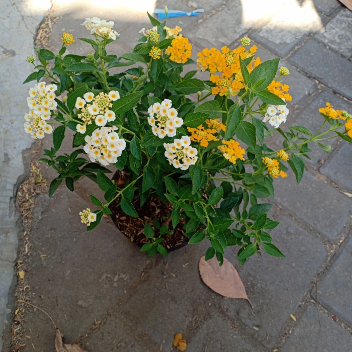 tanaman hias lantana / bunga lantana / bibit lantana / benih tanaman