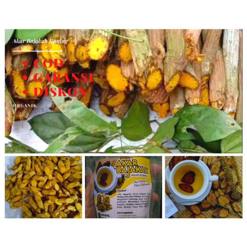 Akar Bajakah Kuning Super 1Kg Obat Herbal Diabetes, Asam Urat, Asam Lambung,Maag,Liver,Jantung-4