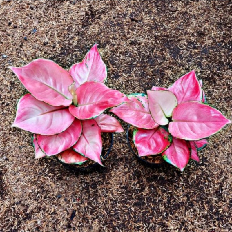 Aglonema pink katrina import (Tanaman hias aglaonema pink katrina) - tanaman hias hidup - bunga hidup - bunga aglonema - aglaonema merah - aglonema merah - aglaonema murah - aglaonema murah