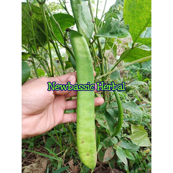 

kacang koro kacang pedang fresh 1kg