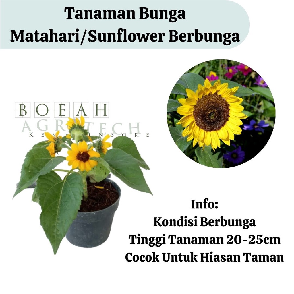 Bibit Tanaman Bunga Matahari Kondisi Berbunga Cantik/Tanaman Bunga Matahari Sunflower