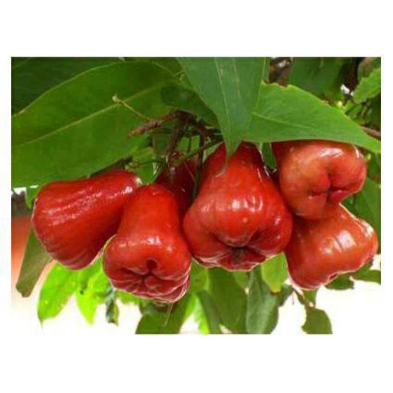jambu Air Cincalo