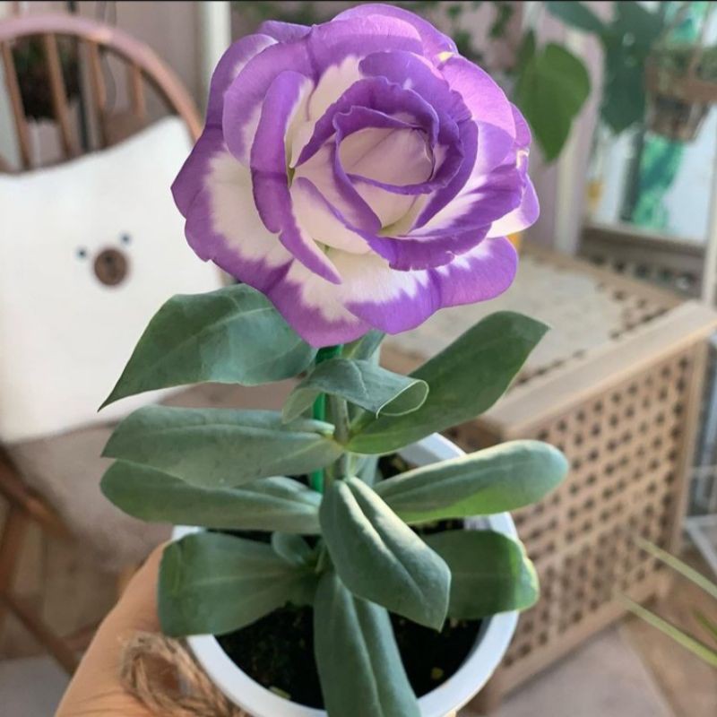 BUNGA LISIANTHUS MAWAR TANPA DURI