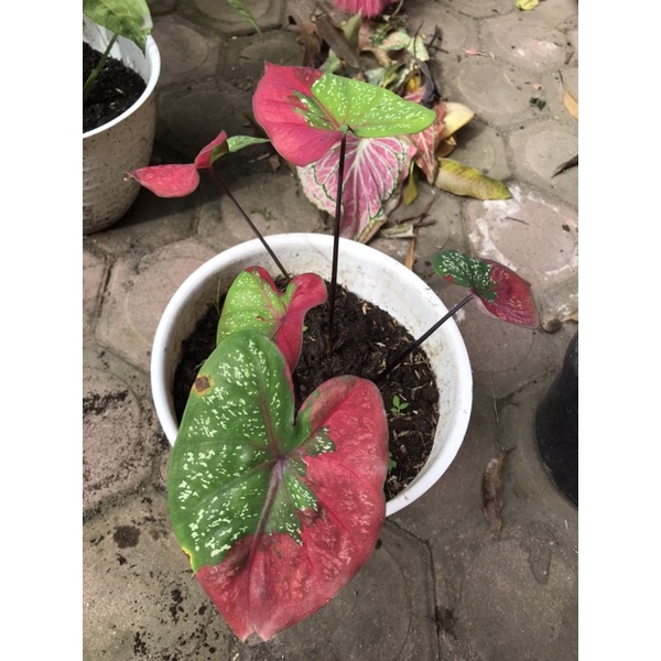 Bunga Keladi Baret | Tanaman Hias Keladi Baret
