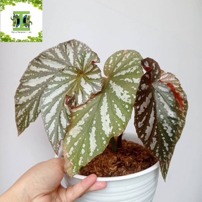 Tanaman hias Begonia Silver Wings - Begonia Silver