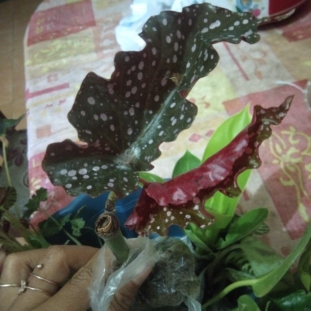 Begonia Kerang