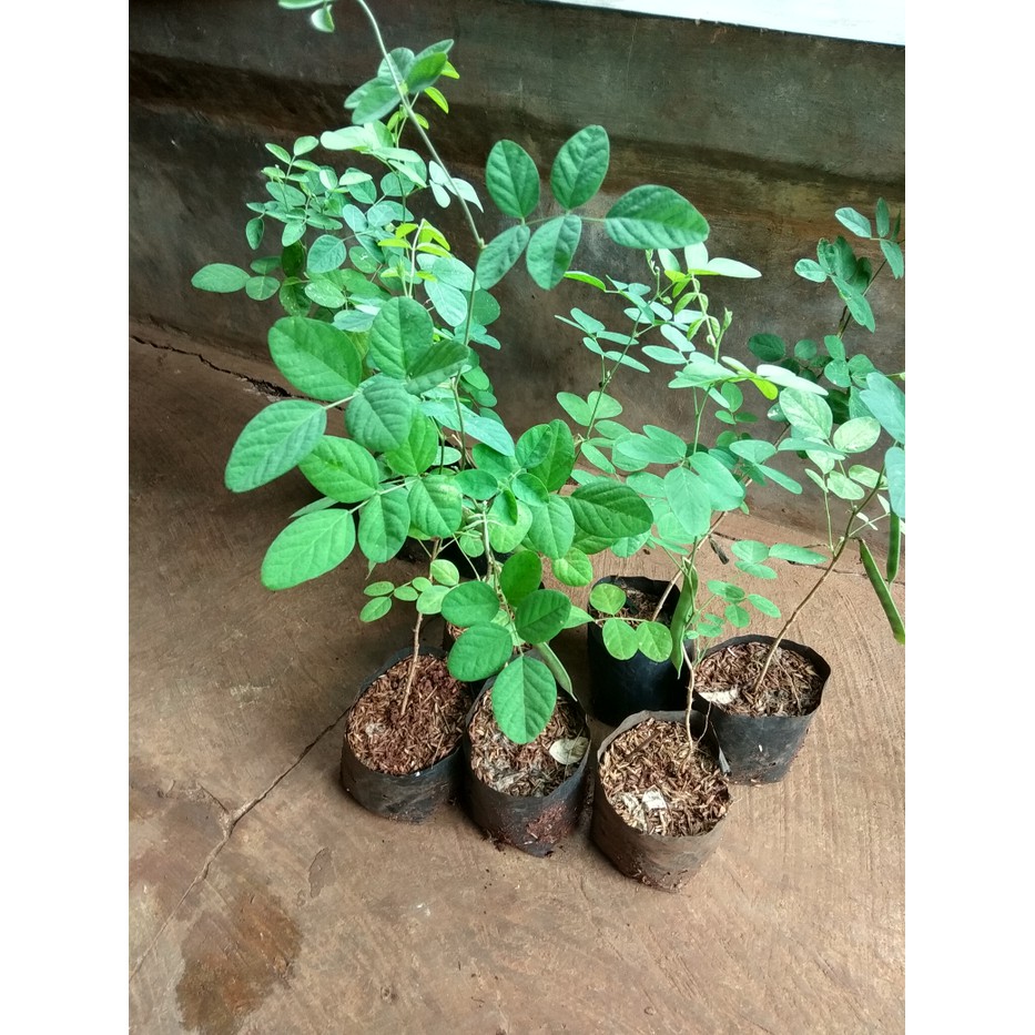 Bibit Tanaman Hias Bunga bunga telang-pohon bunga telang-bibit bunga telang