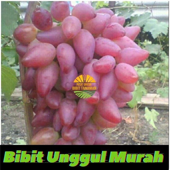 Bibit anggur import dubovski pink Grafting Siap Berbuah